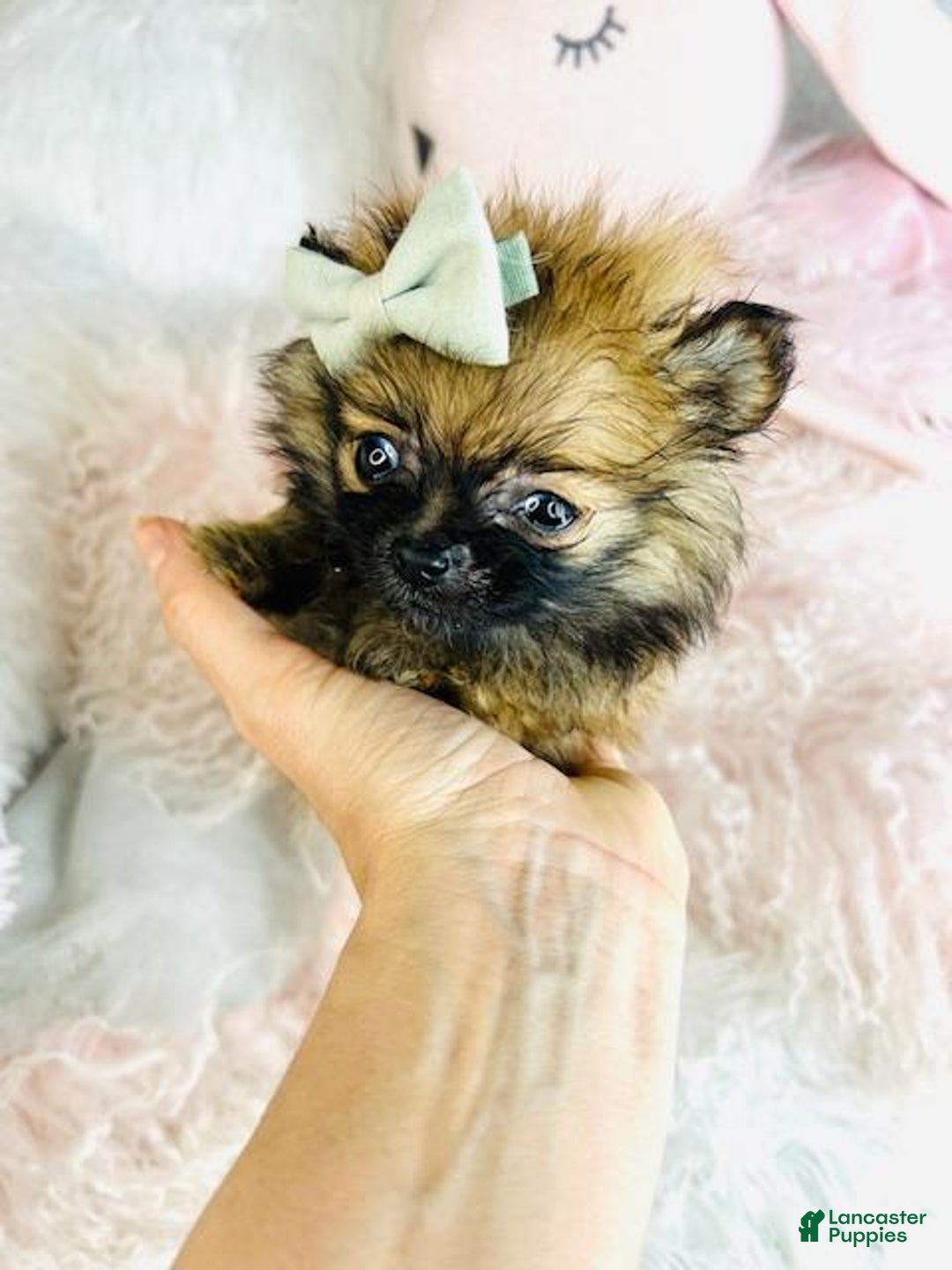 Pomeranian dogs for sale: Pomeranian Puppy 1 - Ad 2