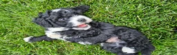 Mini Bernedoodle dogs for sale: Clark - Ad 5
