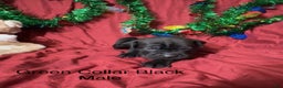 Cane Corso dogs for sale: Green - Ad 4