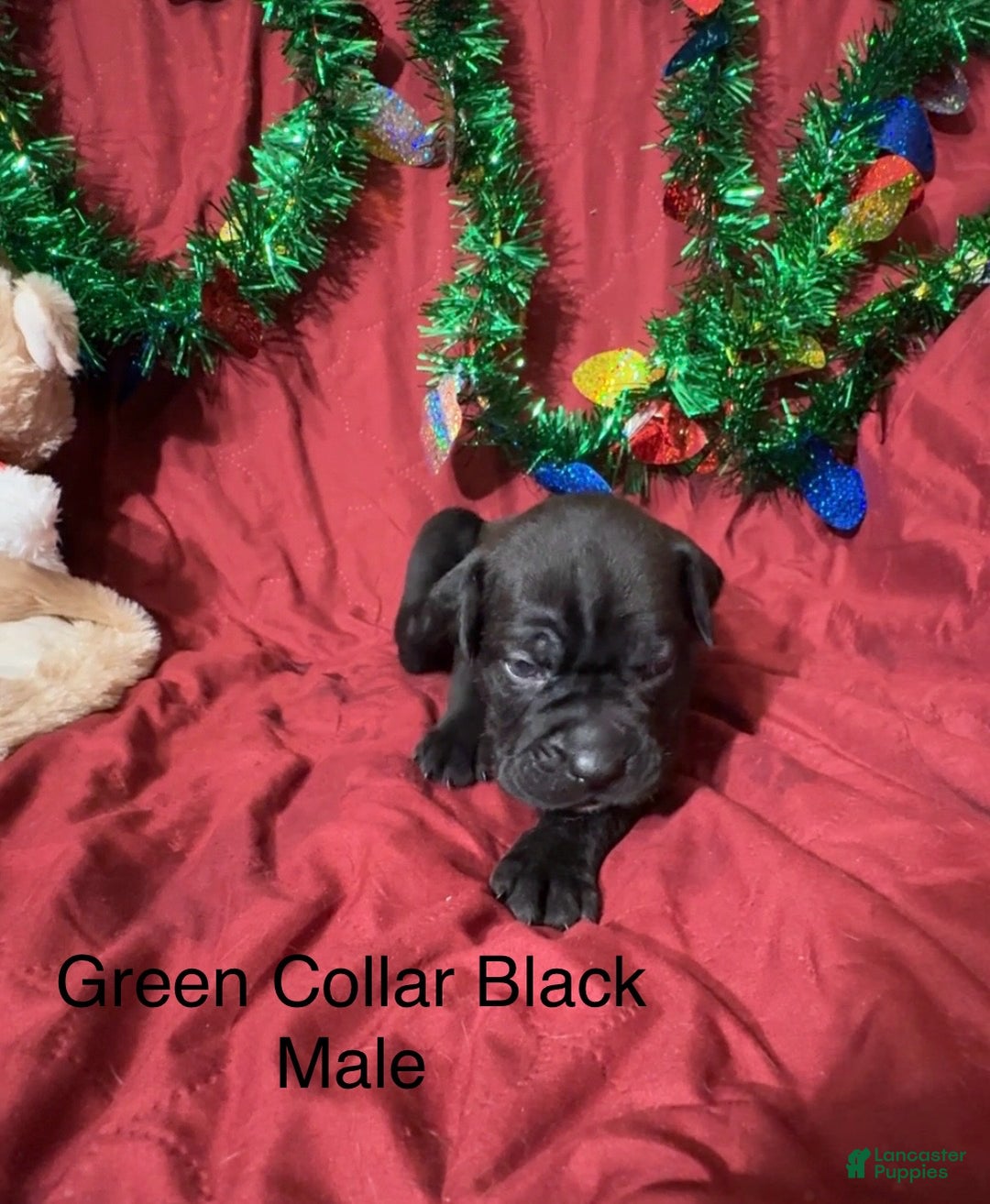 Cane Corso dogs for sale: Green - Ad 4