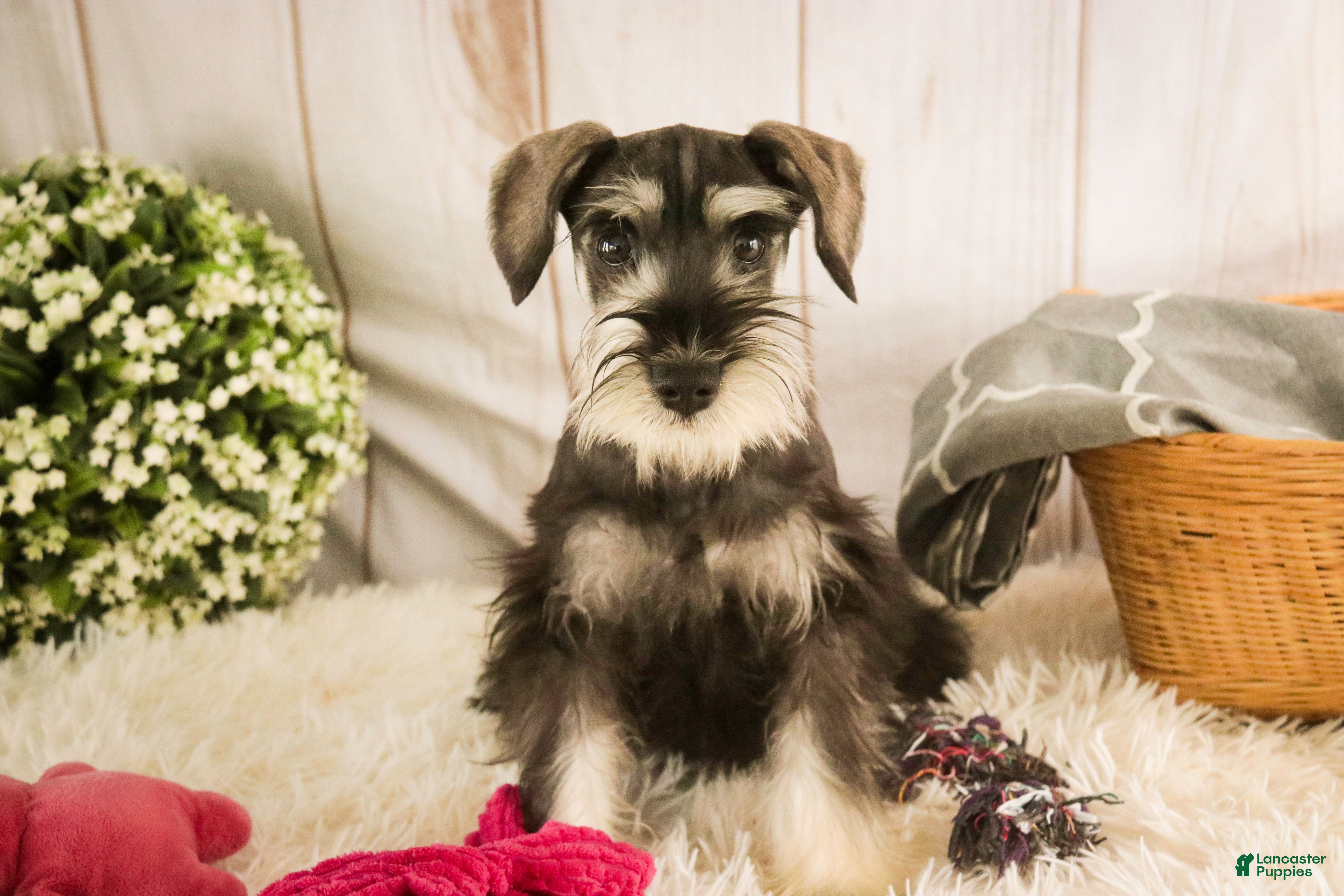 Miniature Schnauzer dogs Holly - Ad 30