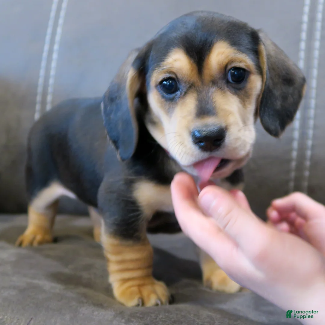 Miniature Dachshund dogs for sale: Jax - Ad 2