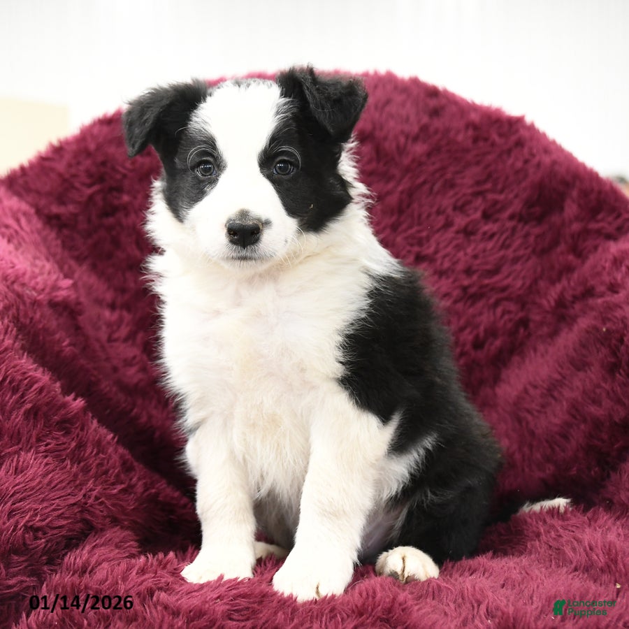 Border Collie dogs Oakley - Ad 24