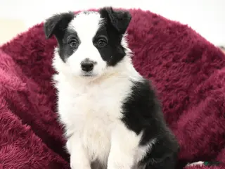 Border Collie dogs Oakley - Ad 30