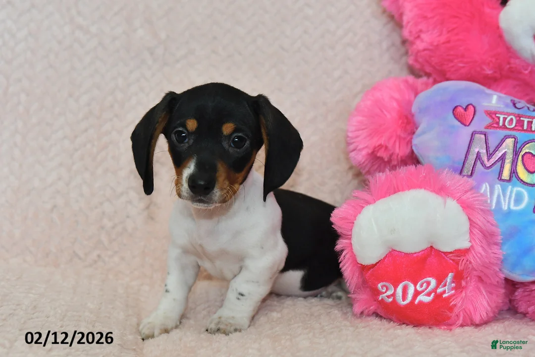 Miniature Dachshund dogs for sale: Maverick - Ad 5