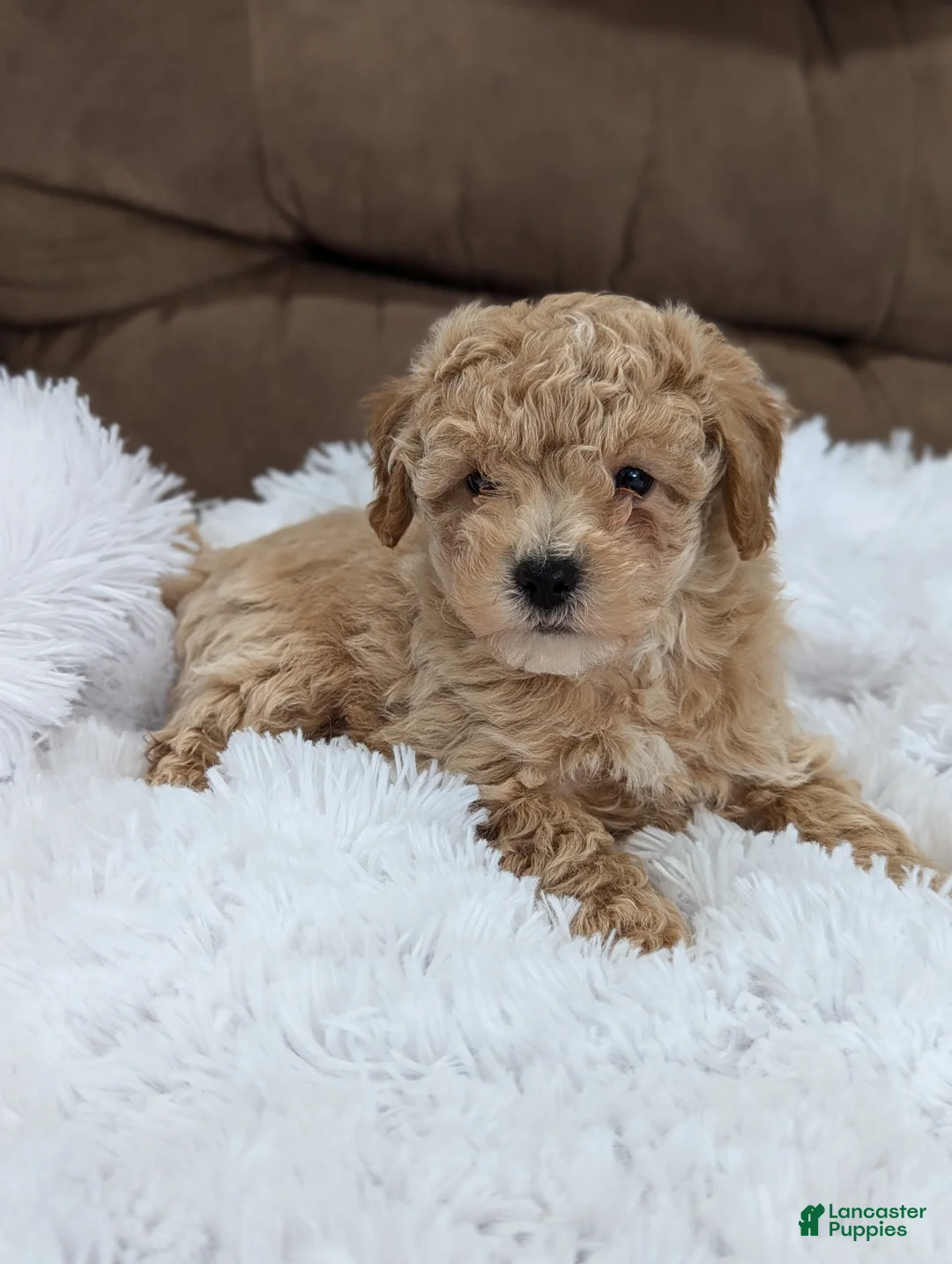 Bichpoo dogs for sale: Max - Ad 2