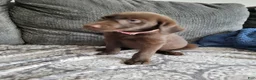 Labrador Retriever dogs for sale: Labrador Retriever Puppy 3 - Ad 5