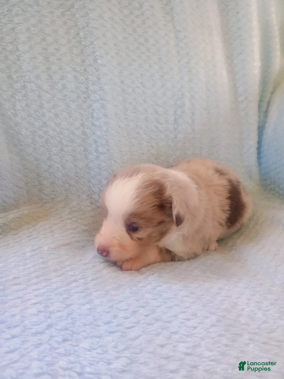 Toy Australian Shepherd dogs for sale: Toy Australian Shepherd Puppy 1 - Ad 5