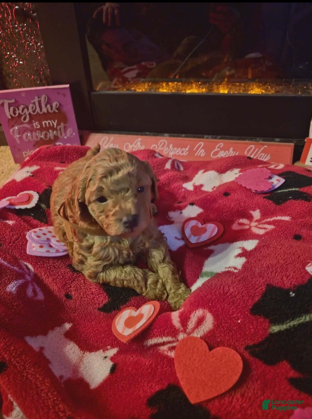 Mini Goldendoodle dogs for sale: Nova - Ad 11