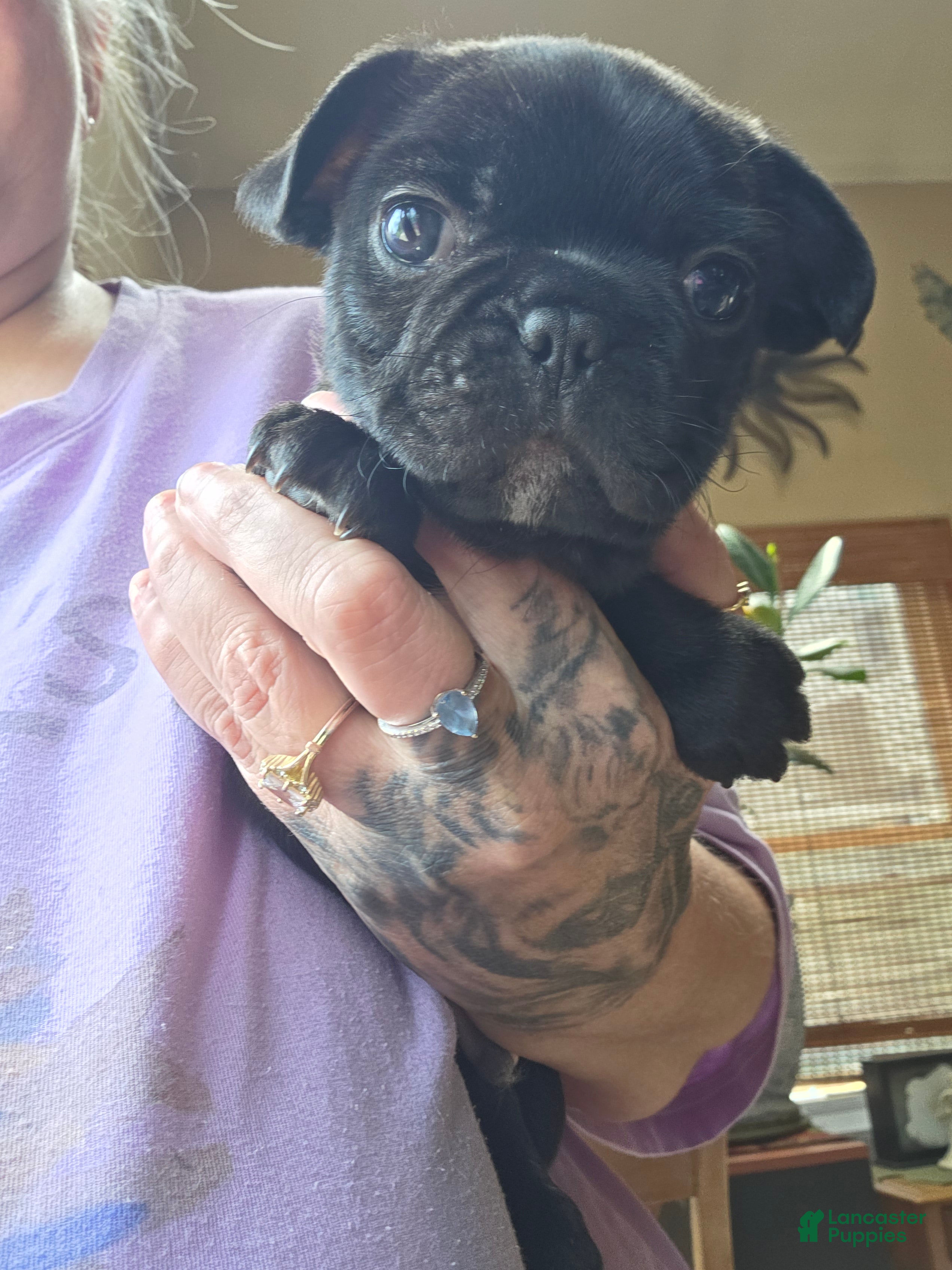 Frenchton dogs for sale: Sam - Ad 1