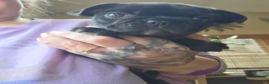 Sam