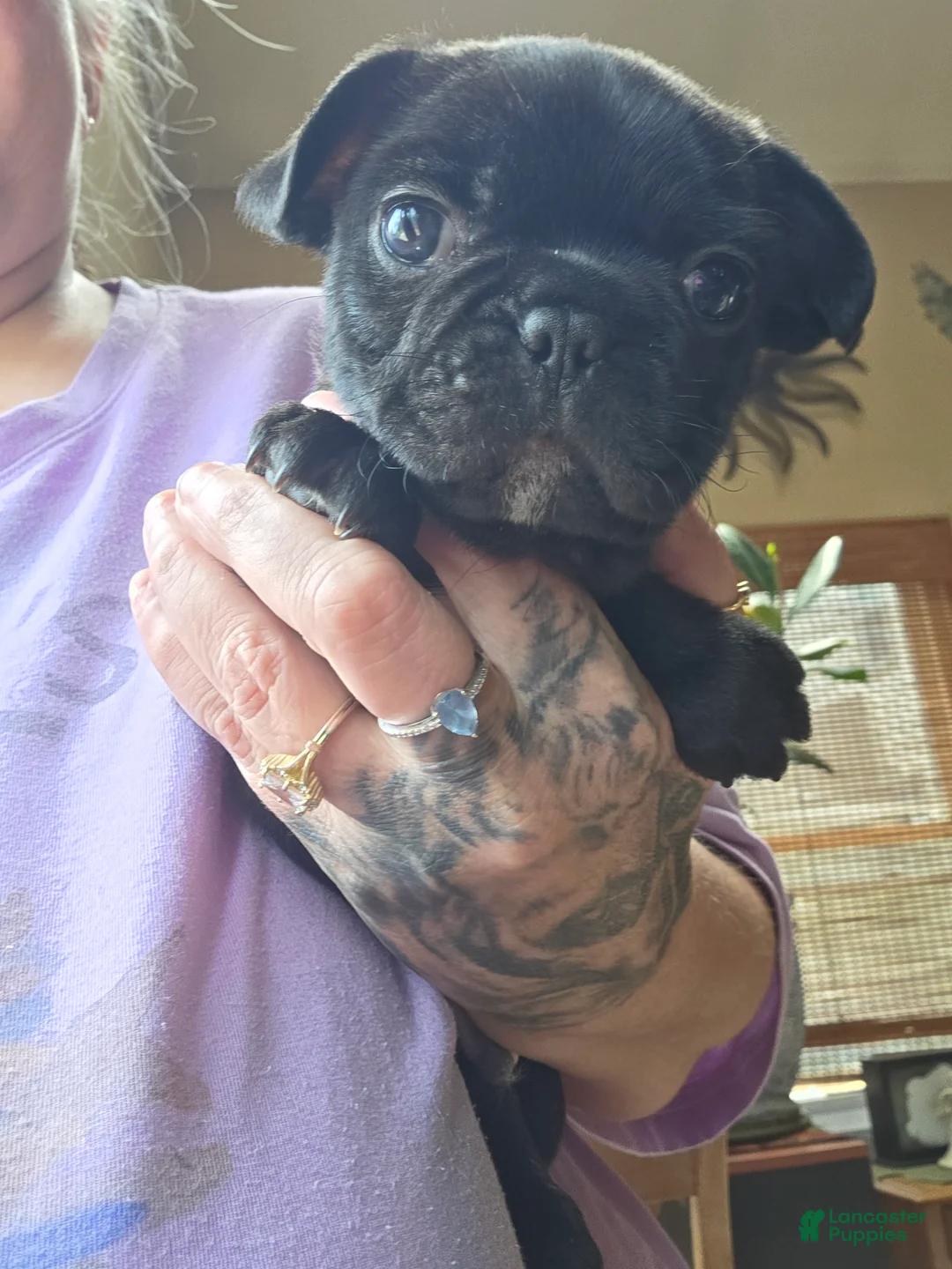 Frenchton dogs for sale: Sam - Ad 1