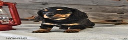 Miniature Dachshund dogs for sale: Jaxon - Ad 2