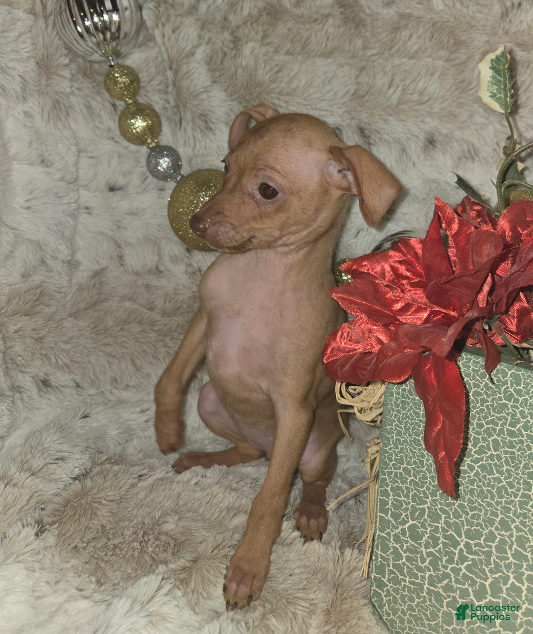 Miniature Pinscher dogs for sale: Diane stag chocolate brindle  - Ad 10