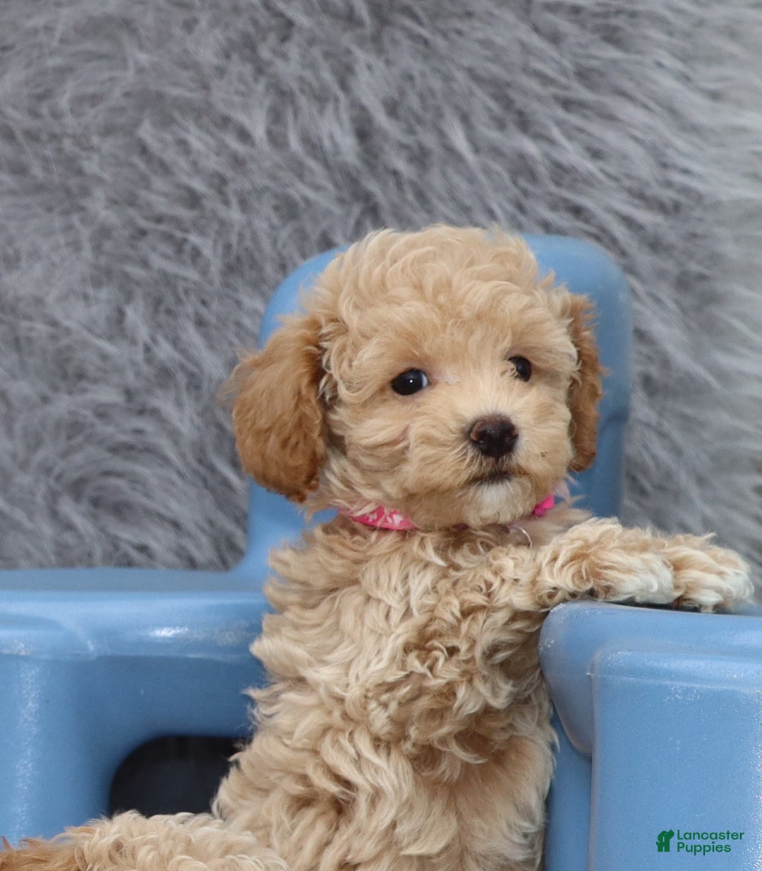 Havapoo dogs for sale: Annabelle Toy/M.👨‍👨‍👦‍👦💞🐕 - Ad 4