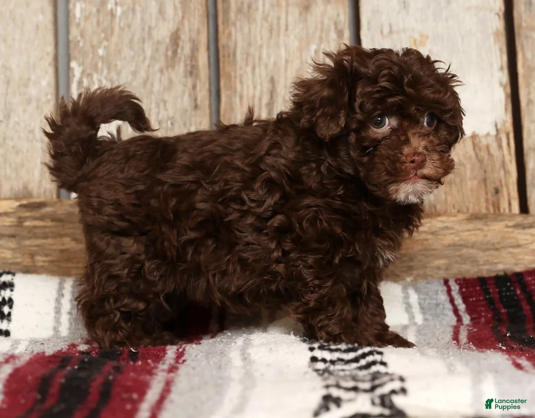 Havapoo dogs for sale: Sasha - Ad 3