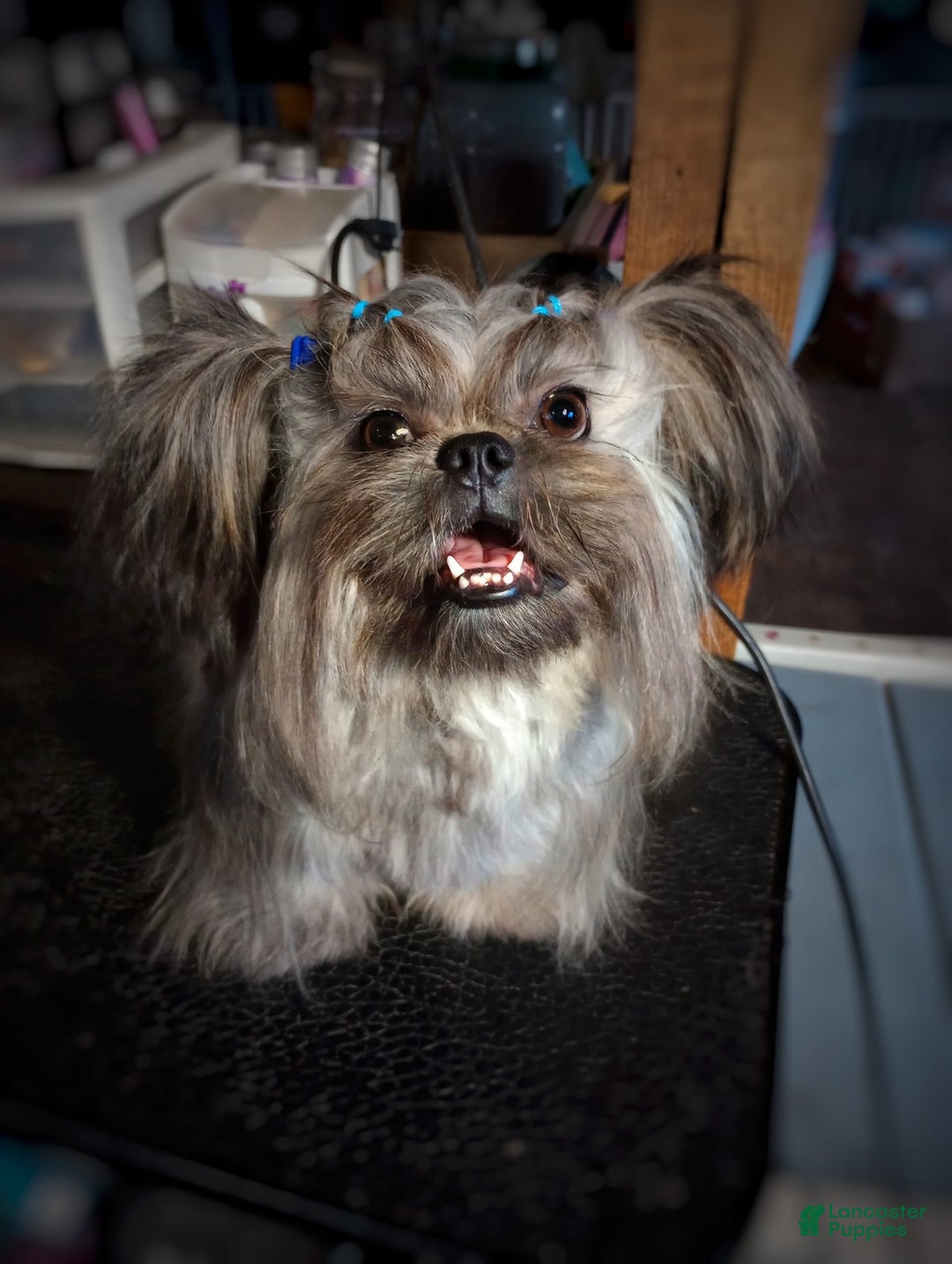 Shih Tzu dogs for sale: Ewok Naturally-reared - Ad 12