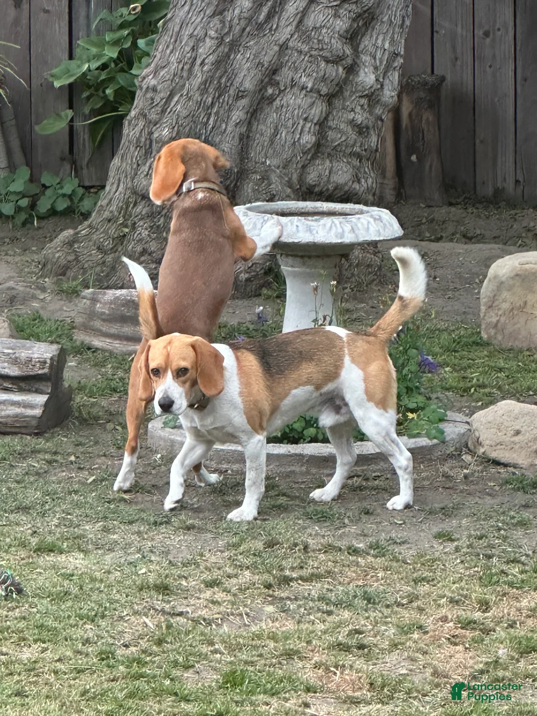 Beagle dogs for sale: Beagle Puppy 6 - Ad 8