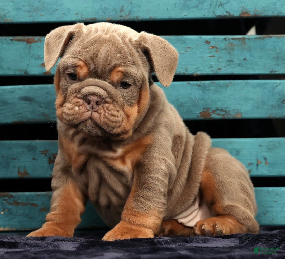 English Bulldog dogs for sale: Simone - Ad 9