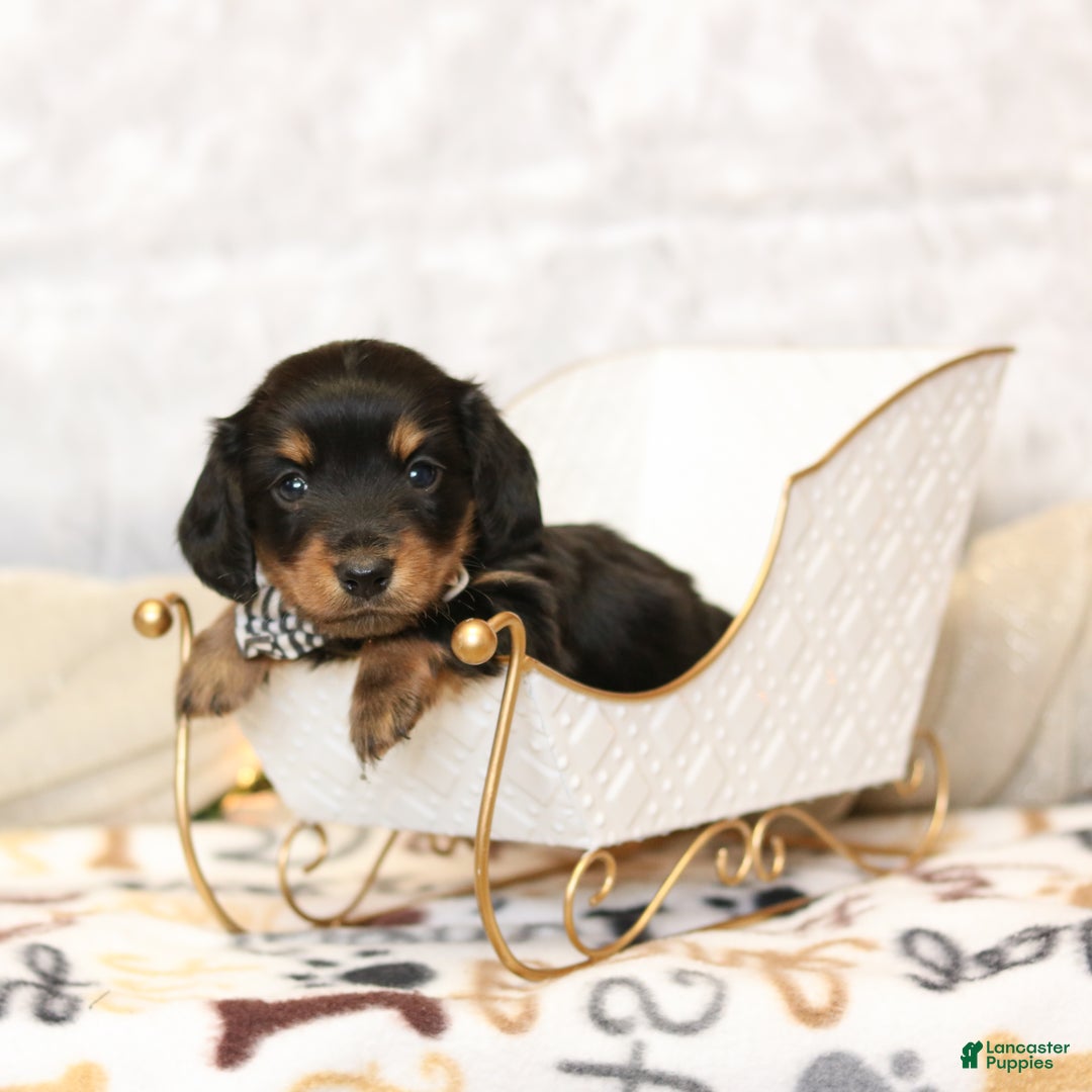 Miniature Dachshund dogs for sale: Ivy  - Ad 1
