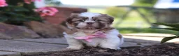 Shih Tzu dogs for sale: Lucy - Ad 3