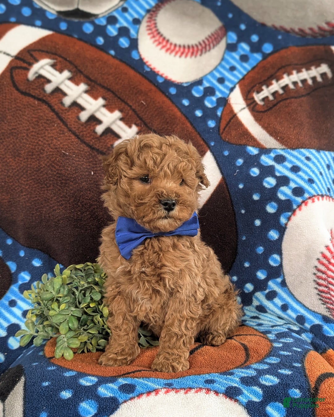 Bichpoo dogs for sale: Chauncey - Ad 4