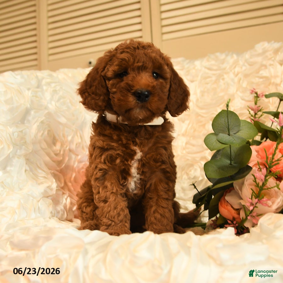 Mini Goldendoodle dogs Gale - Ad 1