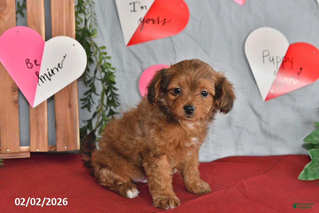 Mixed Breed dogs for sale: Fritz - Ad 1