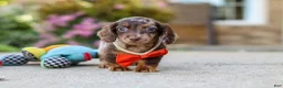 Miniature Dachshund dogs for sale: Benson - Ad 12