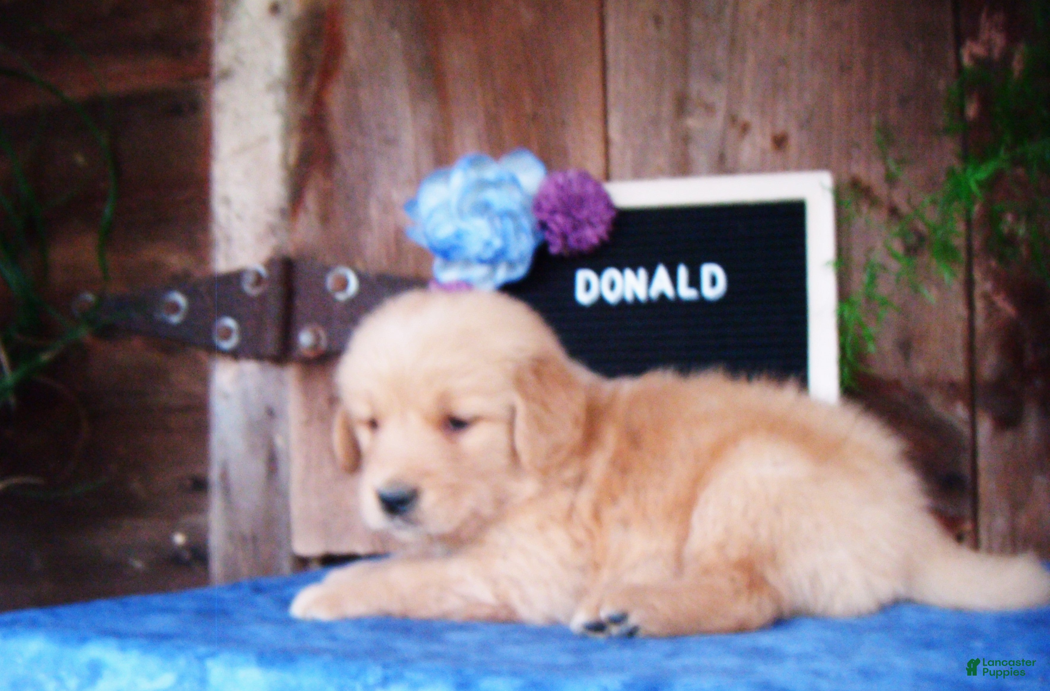 Golden Retriever dogs for sale: Donald - Ad 1