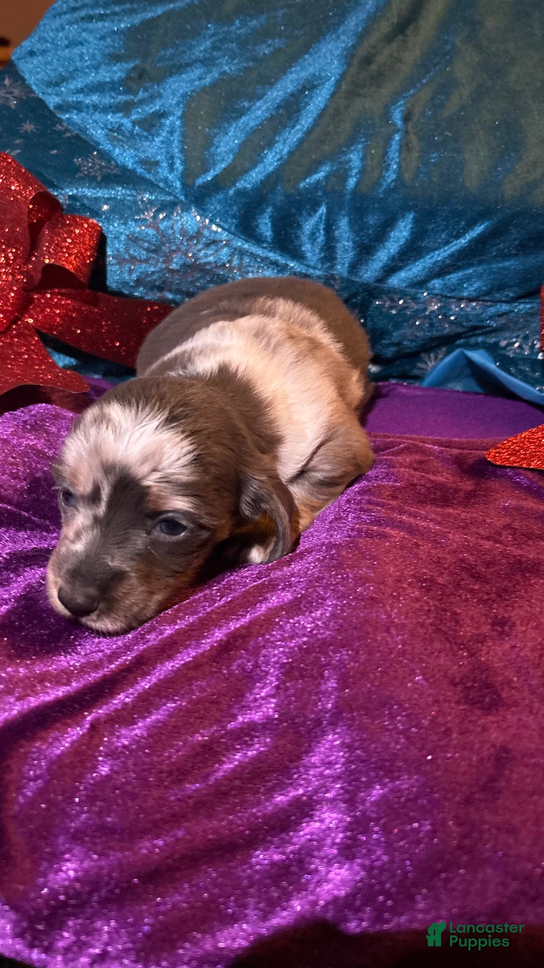 Miniature Dachshund dogs for sale: Miniature Dachshund Puppy 2 - Ad 3
