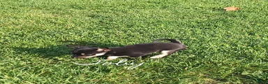 Chihuahua 3