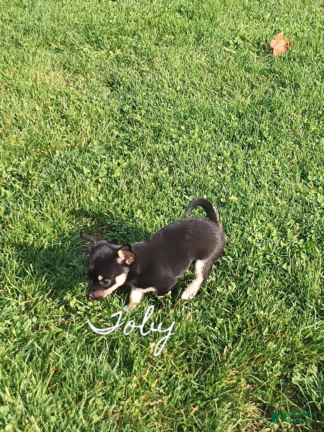 Chihuahua dogs for sale: Chihuahua 3 - Ad 1