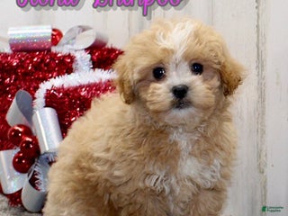 Shihpoo dogs Fiona - Ad 29