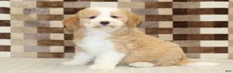 Mini Bernedoodle dogs for sale: Honey - Ad 1