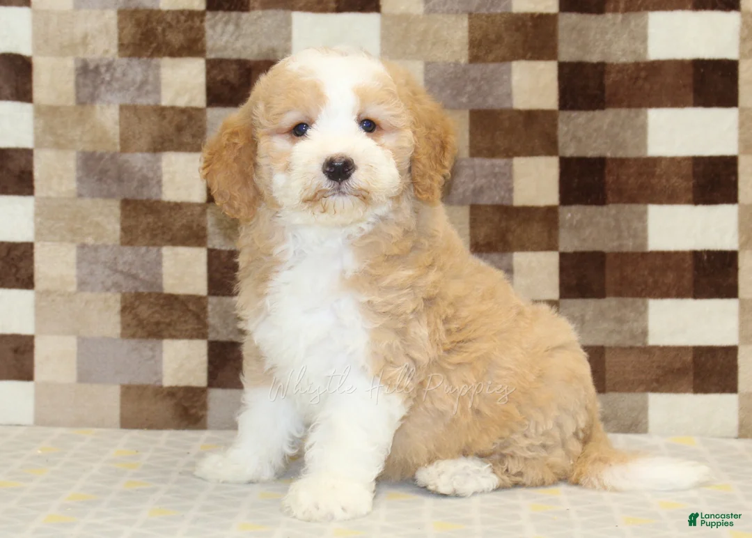 Mini Bernedoodle dogs for sale: Honey - Ad 1
