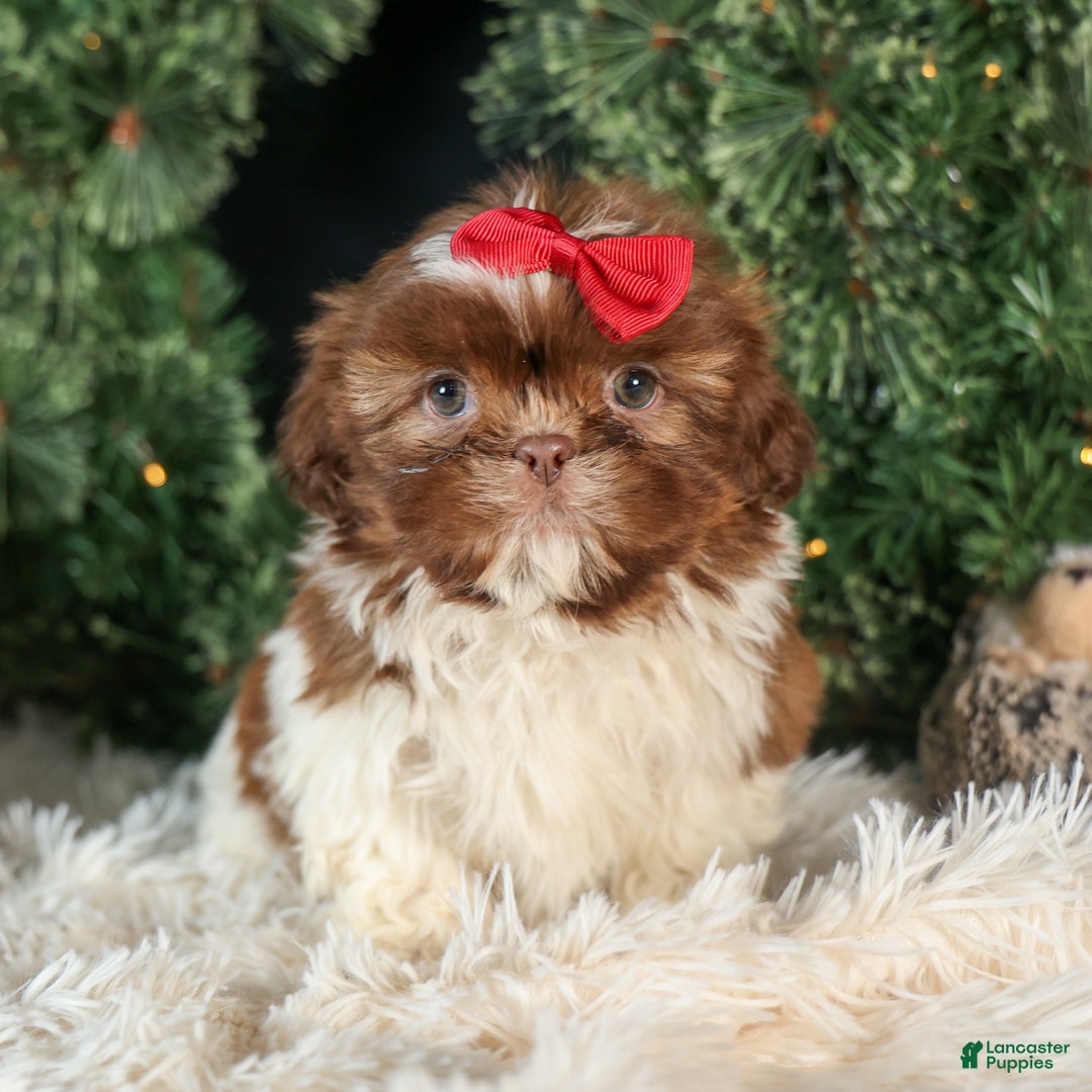 Shih Tzu dogs for sale: ROMEO - Ad 4