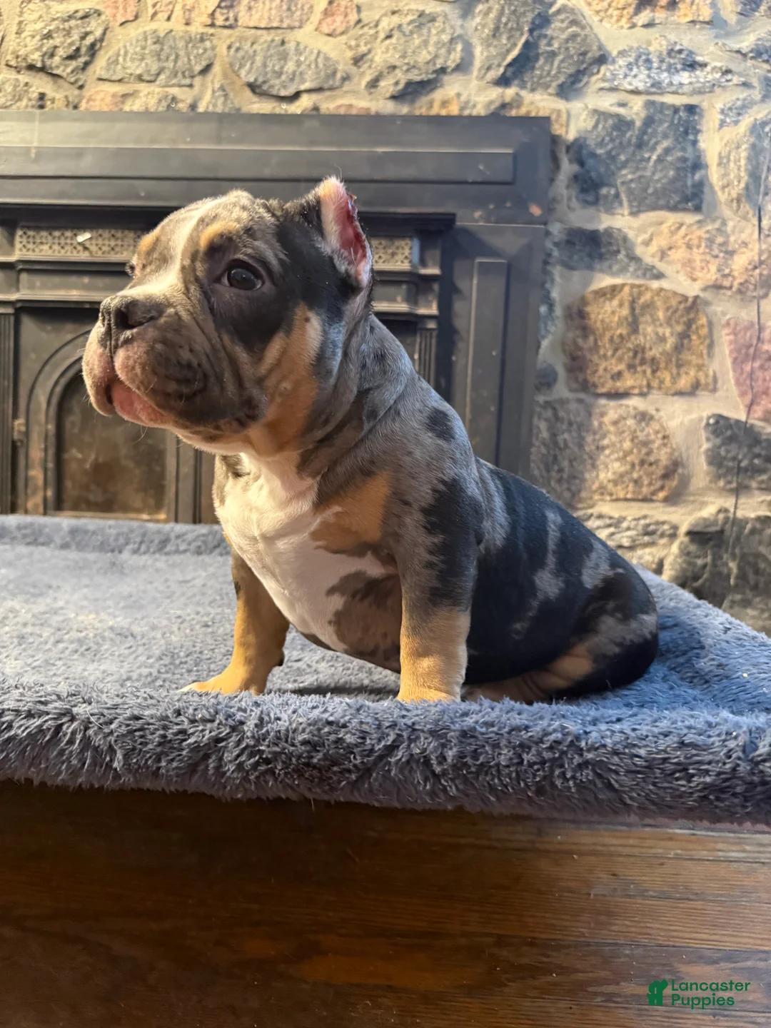 American Bully dogs for sale: American Bully Puppy 1 - Ad 4