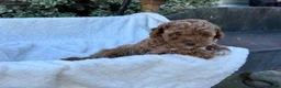 Toy Poodle dogs for sale: Gabi - Ad 15