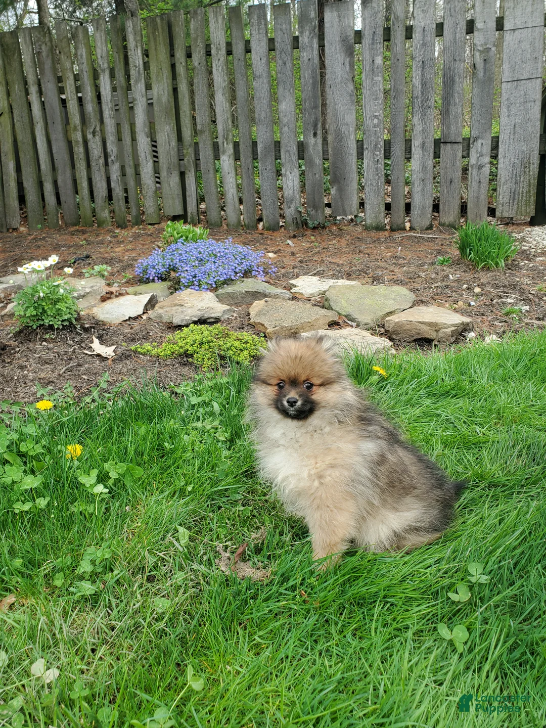 Pomeranian dogs for sale: Porter - Ad 1