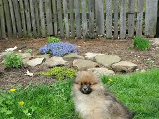 Pomeranian dogs for sale: Porter - Ad 1