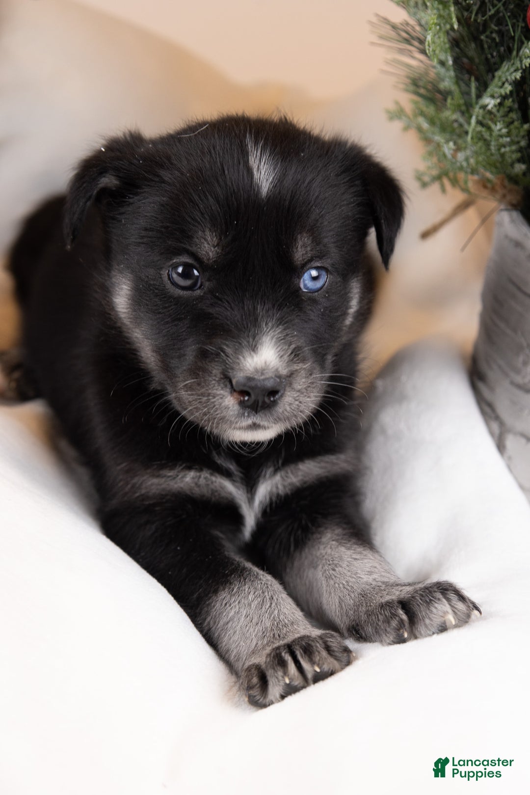 Goberian dogs for sale: Bear - Ad 37