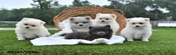 Pomeranian dogs for sale: Lindsey - Ad 5
