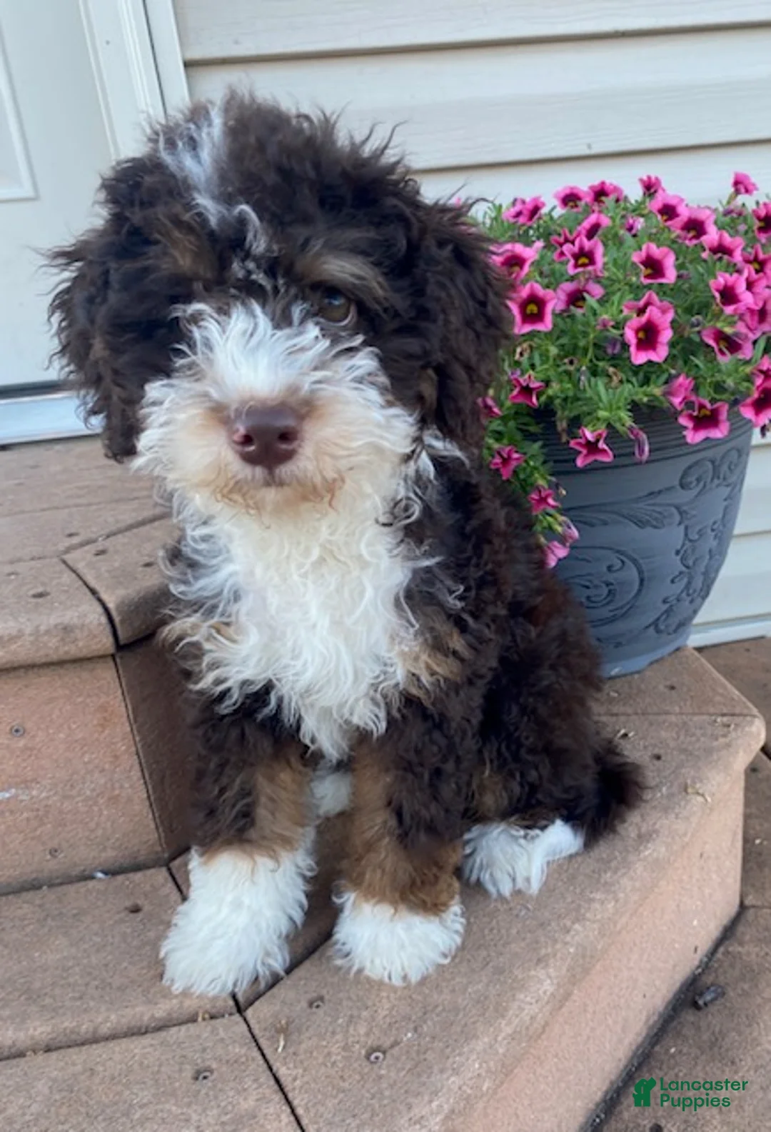 Mini Bernedoodle dogs for sale: Kora - Ad 1