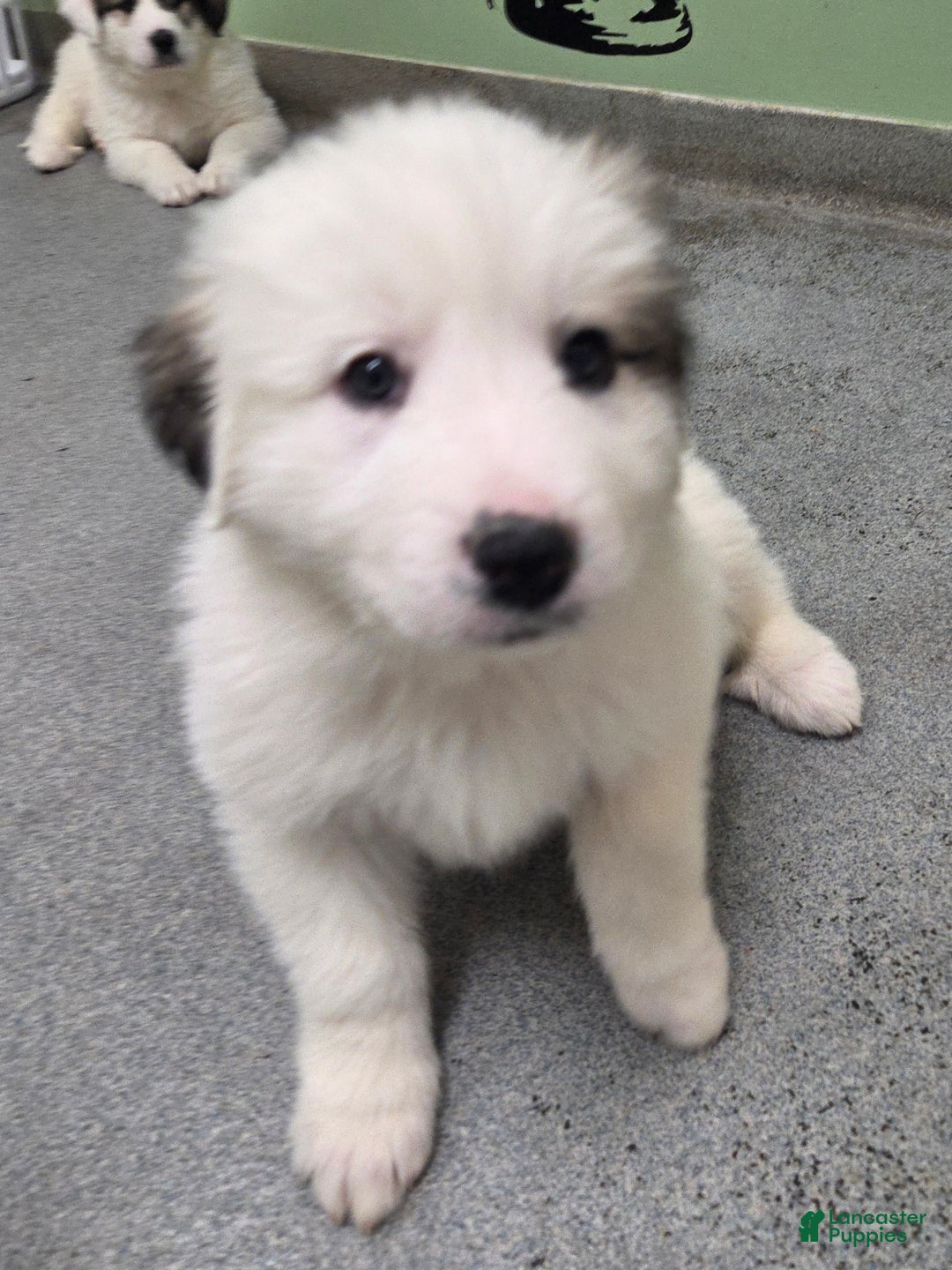 Great Pyrenees dogs for sale: Lucy - Ad 8