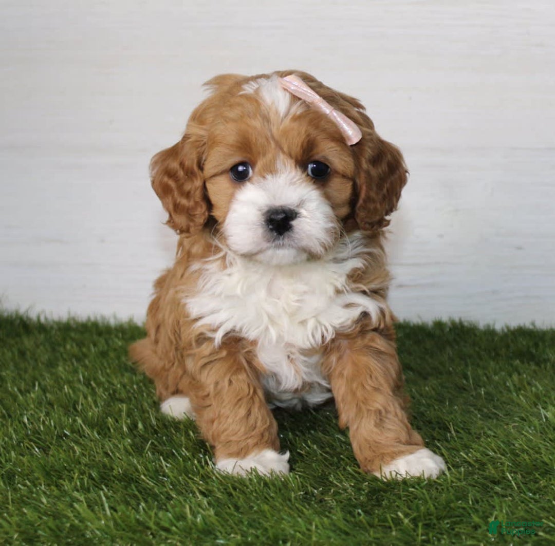 Gallery Image {{count}}