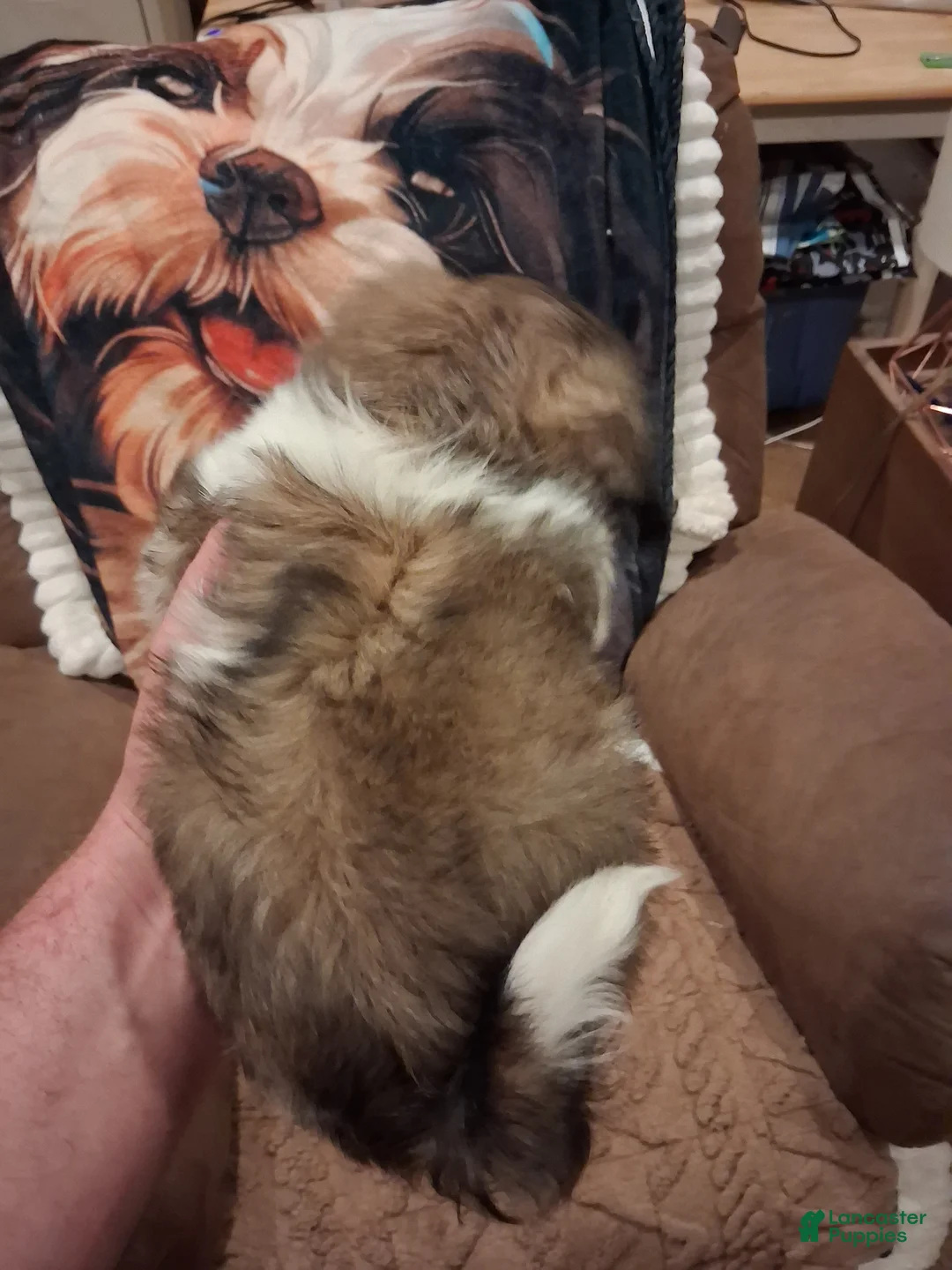 Shih Tzu dogs for sale: Shih Tzu Puppy 1 - Ad 2