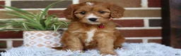 Cavapoo dogs for sale: Honey - Ad 9