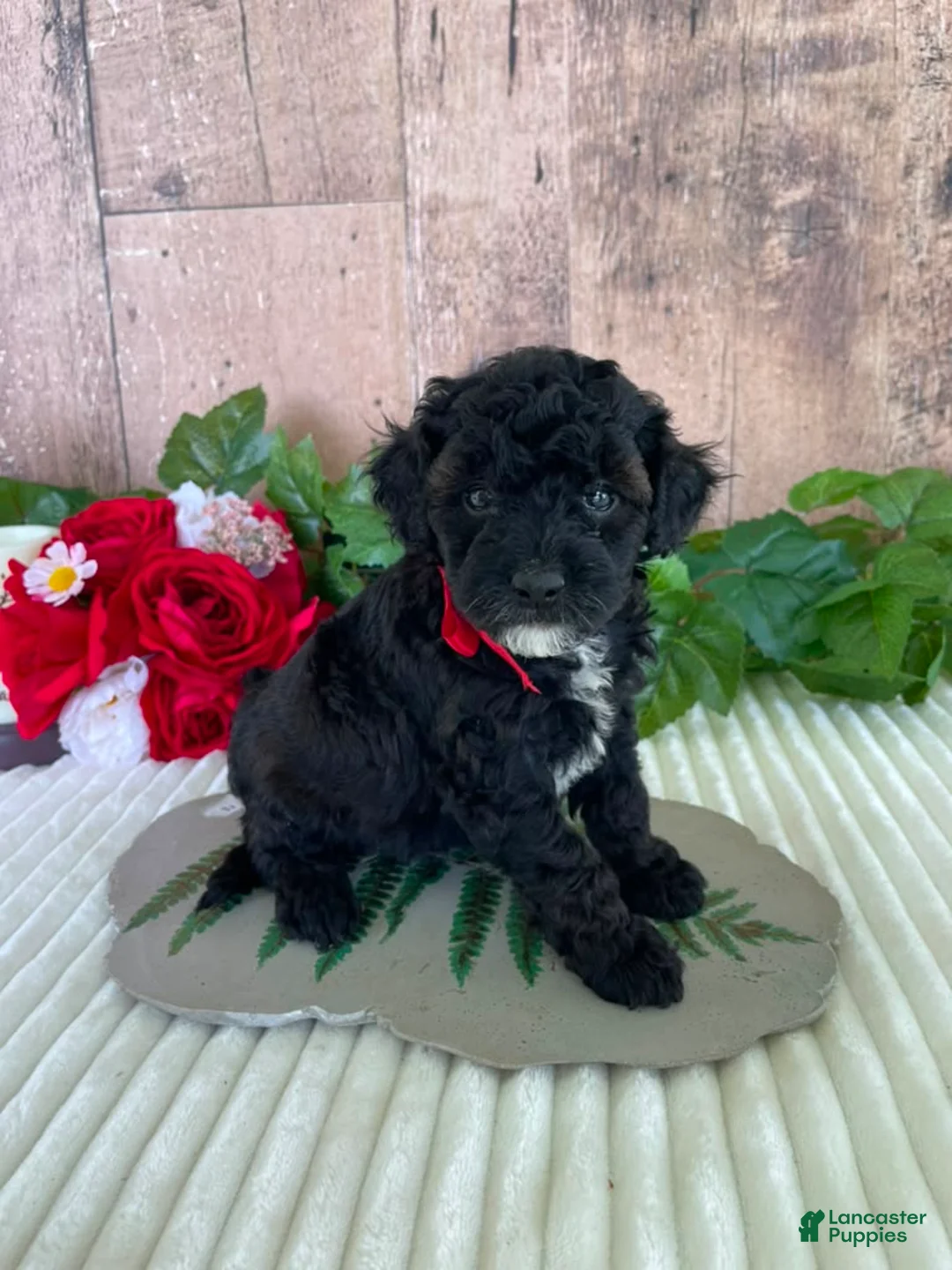 Mini Goldendoodle dogs for sale: Miss Wafer - Ad 1