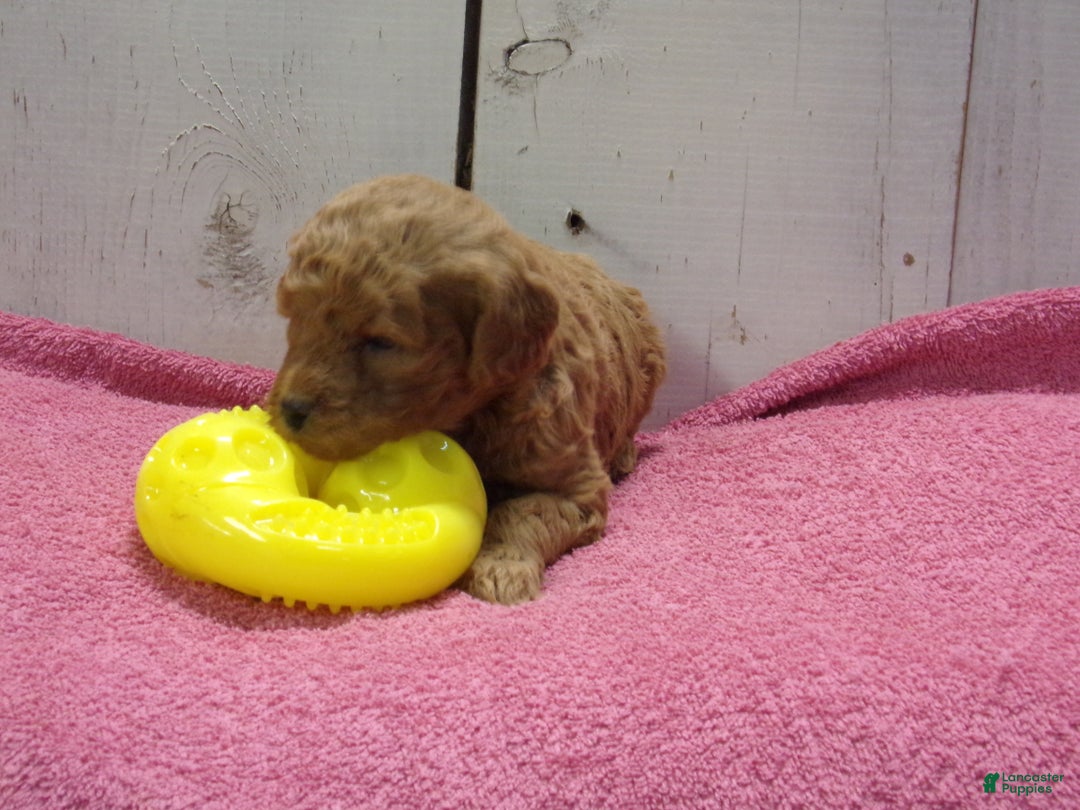 Standard Poodle dogs for sale: Emma - Ad 3